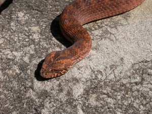 SydneyDeathAdder013.jpg