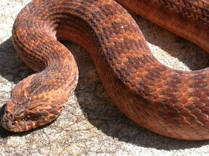 SydneyDeathAdder014.jpg
