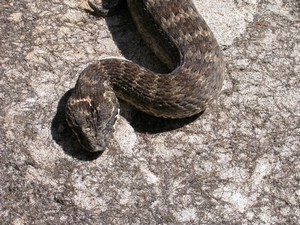 SydneyDeathAdder015.jpg