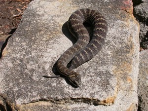 SydneyDeathAdder016.jpg