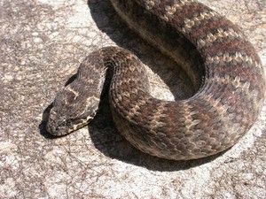 SydneyDeathAdder017.jpg