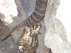SydneyDeathAdder018.jpg