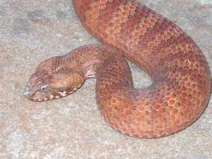 SydneyDeathAdder021.jpg