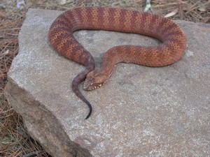 SydneyDeathAdder022.jpg