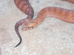 SydneyDeathAdder023.jpg