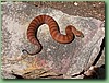 SydneyDeathAdder001.jpg