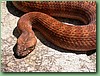 SydneyDeathAdder002.jpg