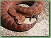 SydneyDeathAdder003.jpg