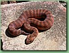 SydneyDeathAdder005.jpg