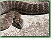 SydneyDeathAdder007.jpg
