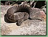SydneyDeathAdder008.jpg