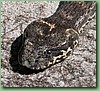 SydneyDeathAdder009.jpg