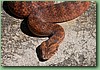 SydneyDeathAdder010.jpg