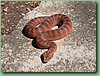 SydneyDeathAdder011.jpg