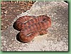 SydneyDeathAdder012.jpg