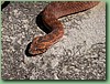 SydneyDeathAdder013.jpg