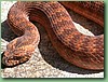 SydneyDeathAdder014.jpg