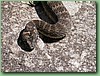 SydneyDeathAdder015.jpg