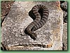 SydneyDeathAdder016.jpg