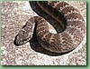 SydneyDeathAdder017.jpg