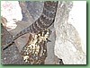 SydneyDeathAdder018.jpg