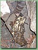 SydneyDeathAdder019.jpg
