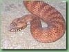 SydneyDeathAdder021.jpg