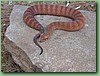 SydneyDeathAdder022.jpg