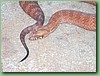 SydneyDeathAdder023.jpg