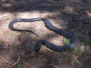 RedBelliedBlack001.jpg