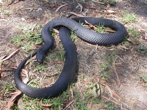 RedBelliedBlack003.jpg