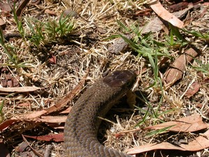 EasternBrown004.jpg