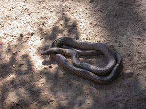 WesternBrown001.jpg