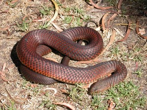 FlindersIslCopperHead001.jpg