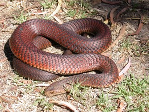 FlindersIslCopperHead002.jpg
