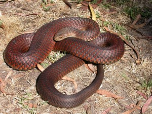FlindersIslCopperHead003.jpg