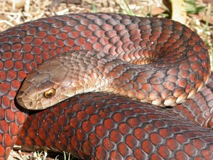 FlindersIslCopperHead004.jpg