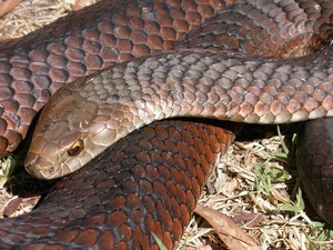 FlindersIslCopperHead005.jpg