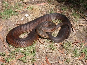 FlindersIslCopperHead006.jpg