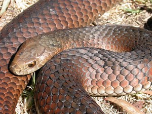 FlindersIslCopperHead007.jpg