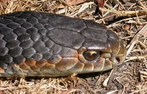 VictorianCopperHead001.jpg
