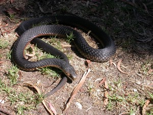 VictorianCopperHead002.jpg