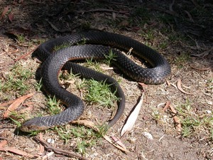 VictorianCopperHead003.jpg