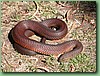 FlindersIslCopperHead001.jpg