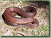 FlindersIslCopperHead002.jpg