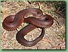 FlindersIslCopperHead003.jpg