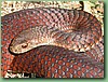 FlindersIslCopperHead004.jpg