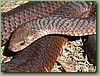 FlindersIslCopperHead005.jpg