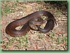 FlindersIslCopperHead006.jpg