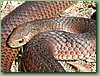 FlindersIslCopperHead007.jpg